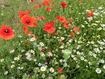 Blütenpracht mit Mohn und Kamille - Immer wieder ein Traum