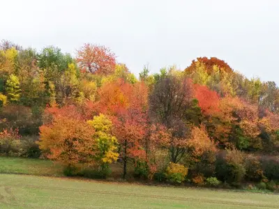 Herbstwald