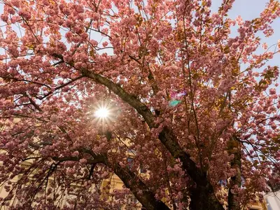 Doppelzimmer für 2 Personen (16 m²) in Bonn 5/10