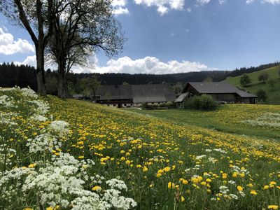 Löwenzahnblüte