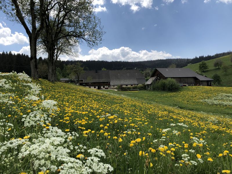 22335631-Doppelzimmer-2-Breitnau-800x600-0