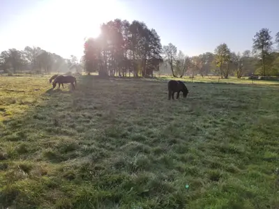 Doppelzimmer für 2 Personen (25 m²) in Dahlenburg 6/9