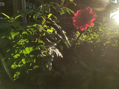 Doppelzimmer für 2 Personen (25 m²) in Dahlenburg 7/9