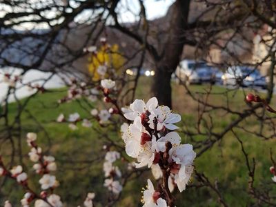 Marillenblüte