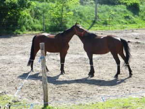 22144325-Doppelzimmer-2-Elsterheide-300x225-3