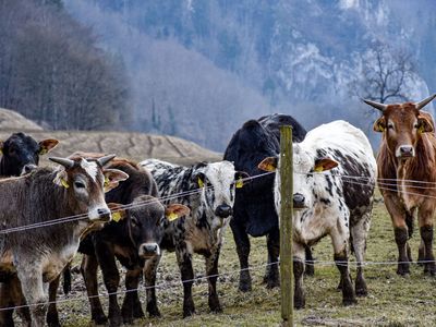 Zebu Rinder Zucht