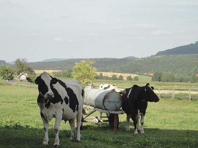 Kühe am Nachbarhof