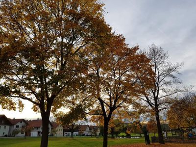 Dorfanger Herbst