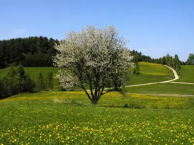 Waldviertler Hochland
