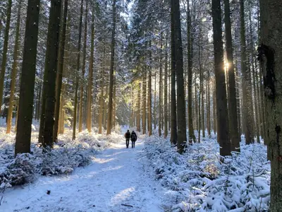 Winterwandern im Weinsbergerwald