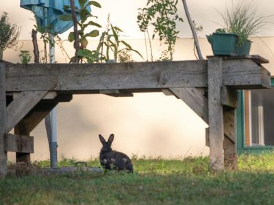 Haustier vom Nachbarn