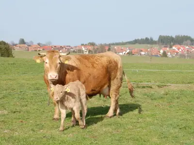 Doppelzimmer für 2 Personen in Höchenschwand 4/9