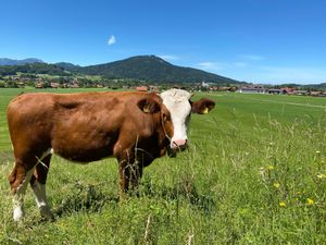 Blick ins Dorf mit Kuhwiese