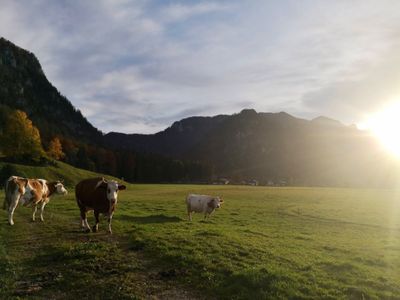 Ausblick Wiese