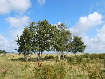 Doppelzimmer für 2 Personen (20 m²) in Insel Hiddensee 4/9
