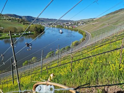 Weinberge an der Mosel in Kröv