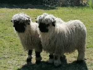 Doppelzimmer für 3 Personen in Lindenberg im Allgäu