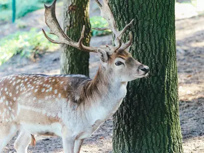 Doppelzimmer für 2 Personen (12 m²) in Meppen 10/10