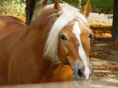 Haflinger auf der Koppel