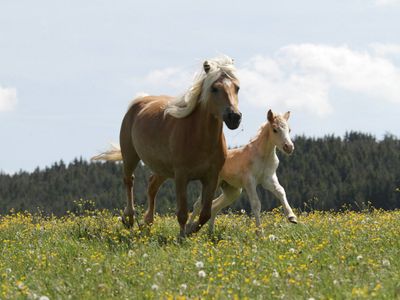 Haflingerstute mit Fohlen