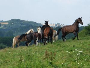 22019261-Doppelzimmer-2-Mohlsdorf-Teichwolframsdorf-300x225-2