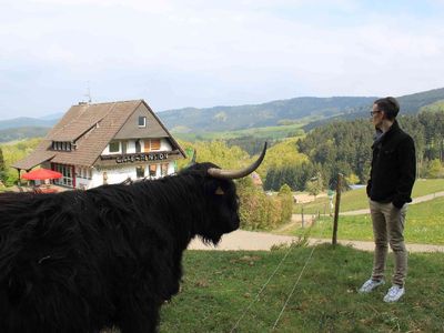 Schottische Hochlandrinder