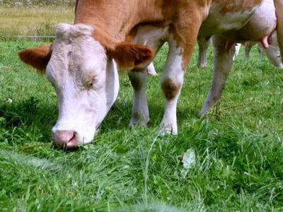 Doppelzimmer für 2 Personen (20 m²) in Zeutschach 2/10