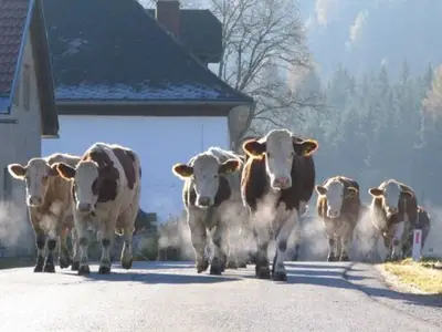 Doppelzimmer für 2 Personen (20 m²) in Zeutschach 6/10
