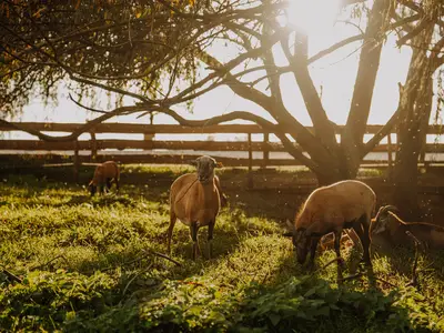 Doppelzimmer für 2 Personen (10 m²) in Oppurg 8/10