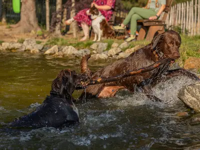 Hundebadeteich