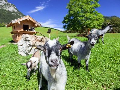 Doppelzimmer für 2 Personen in Ramsau 7/7