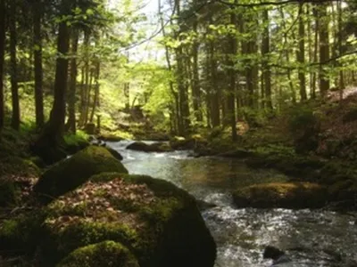 Wald.jpg