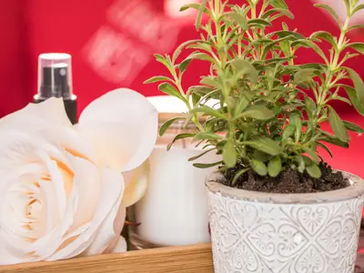 Schäferwagendetails