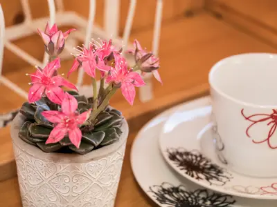 Schäferwagen für Zwei