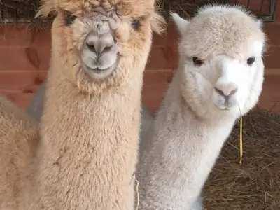 Alpakas
