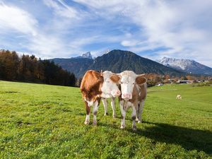 23307749-Doppelzimmer-2-Schönau am Königssee-300x225-3