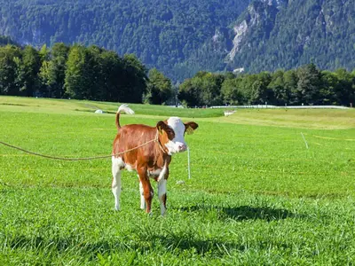 eins unserer Kälber