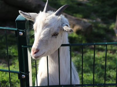 Unsere Tiere auf dem Hof