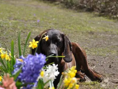 Doppelzimmer für 2 Personen (18 m²) in Spital am Pyhrn 5/9