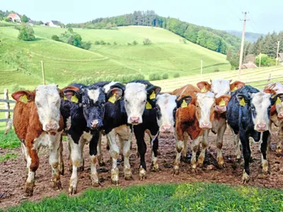 Rinder auf der Weide