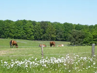Pferde auf der Koppel