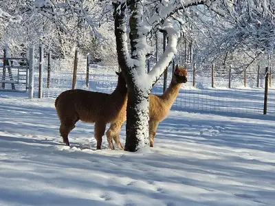 Doppelzimmer für 2 Personen (32 m²) in Gräfenberg 3/10