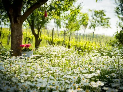 Doppelzimmer für 2 Personen in Sankt Peter am Ottersbach 7/10