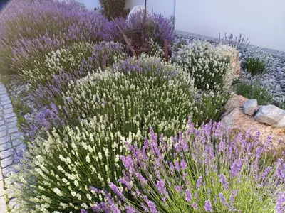 unser Lavendel