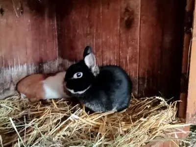 Doppelzimmer für 6 Personen (70 m²) 10/10