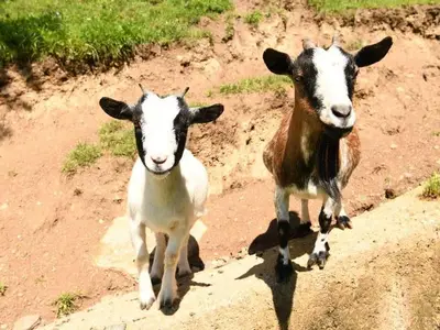 Doppelzimmer für 2 Personen (25 m²) in Eberstein 5/10