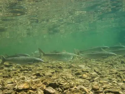 Doppelzimmer für 2 Personen (32 m²) in Steinbach Am Attersee 3/7