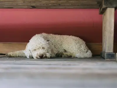 Doppelzimmer für 2 Personen (23 m²) in Straden 10/10