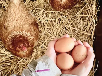 Eier sammeln