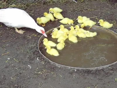 Doppelzimmer für 3 Personen (16 m²) in Tribsees 10/10